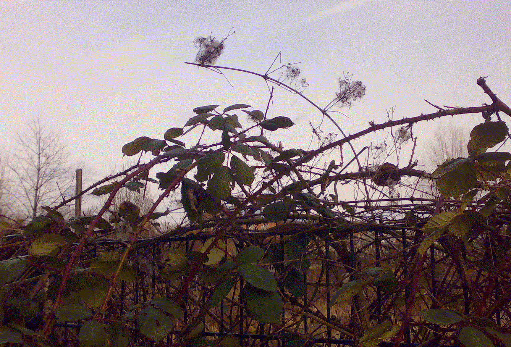 Photograph: Branches of cotton in front of a purple cloudy sky