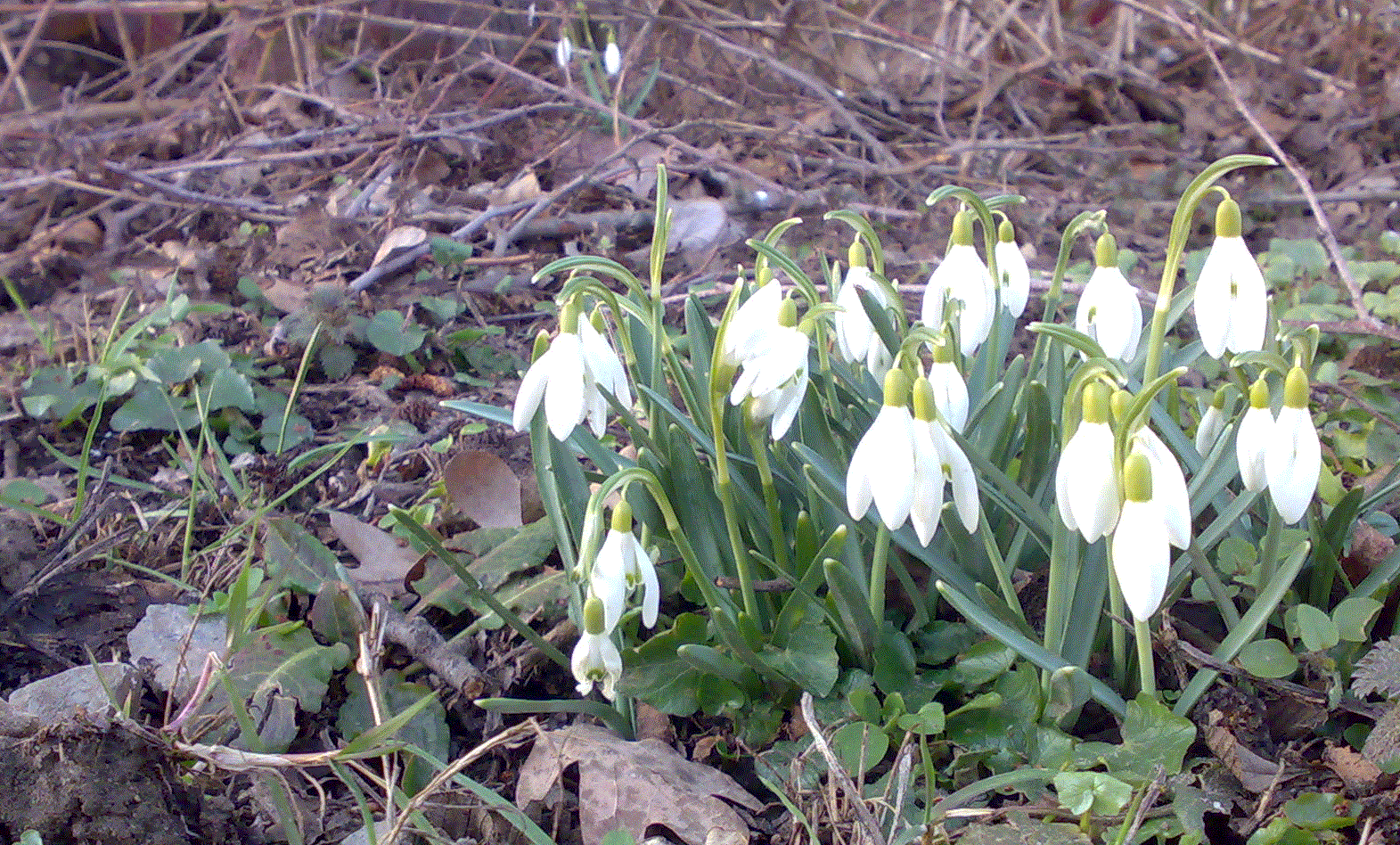 Photograph: Sad looking white flowers on a leaf-filled ground