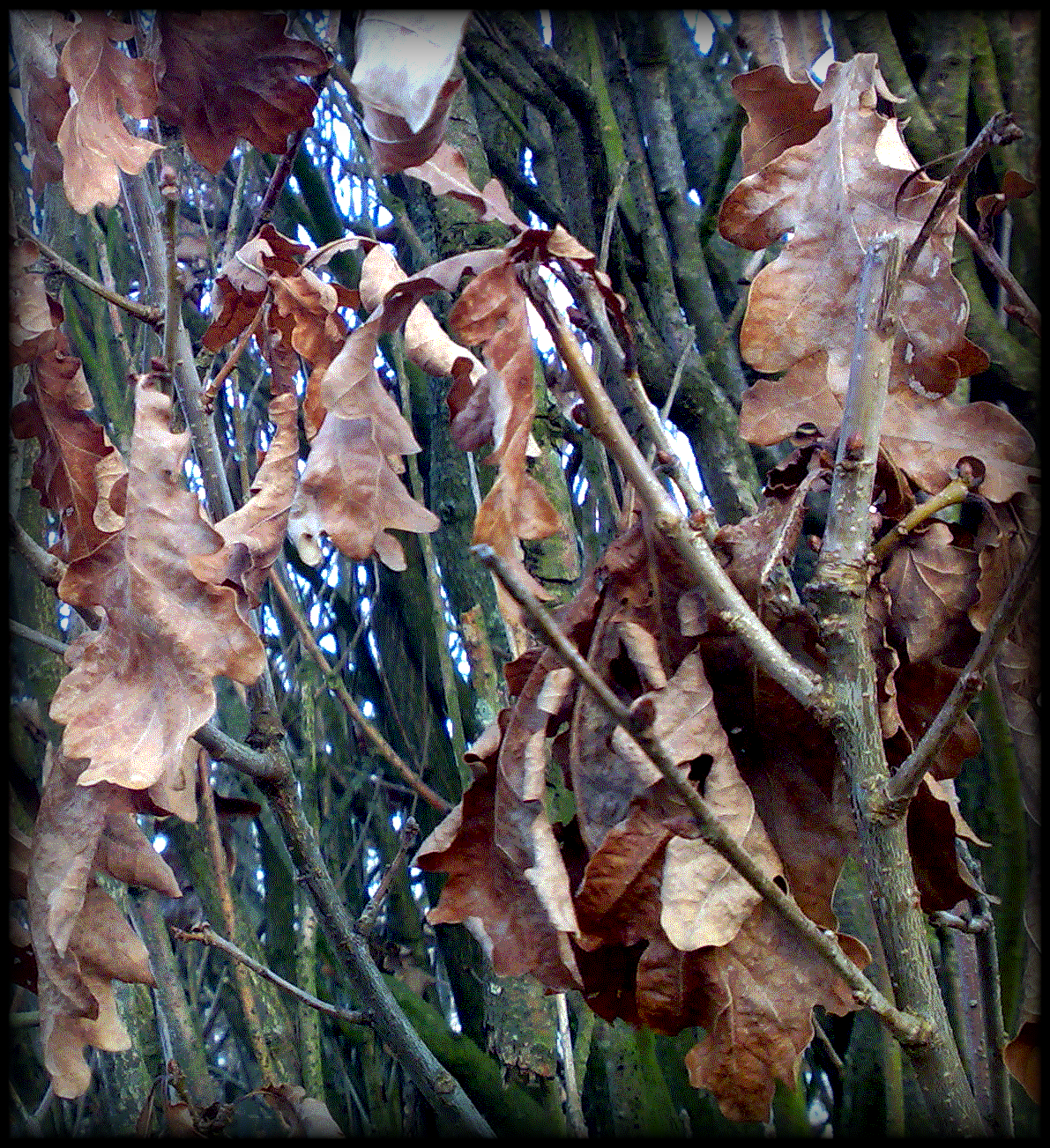 Photograph: Dry brown leaves stuck in branches