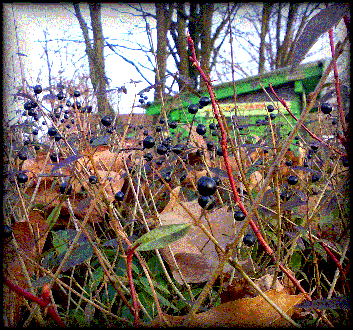 Photograph: Berries growing on a wilted bush with discarded leaves stuck all over it; green rundown structure in the background